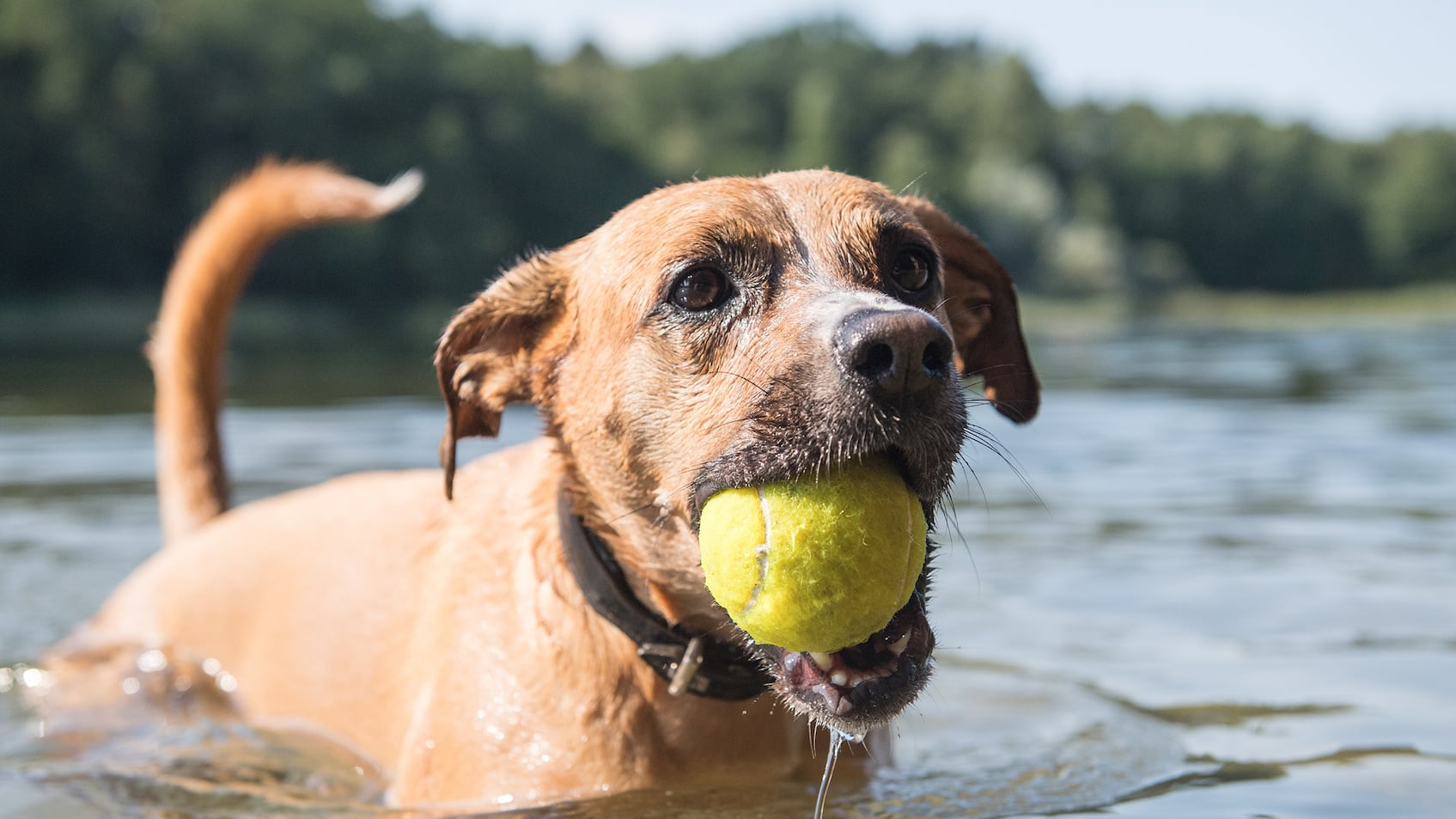 Hund badet im See mit Tennisball in der Schnauze