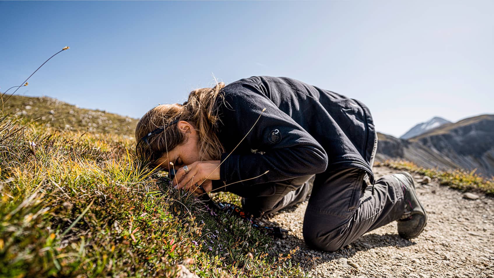 Forschungsobjekt Polsternelke: Biologin Sonja Wipf studiert eine der bedrängten alpinen Pflanzen.