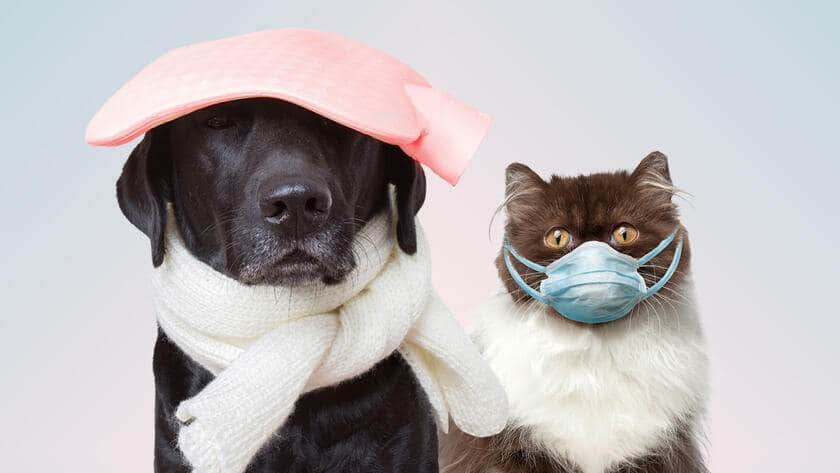 Hund oder Katze erkältet: Was hilft? Wann zum Tierarzt? | Beobachter