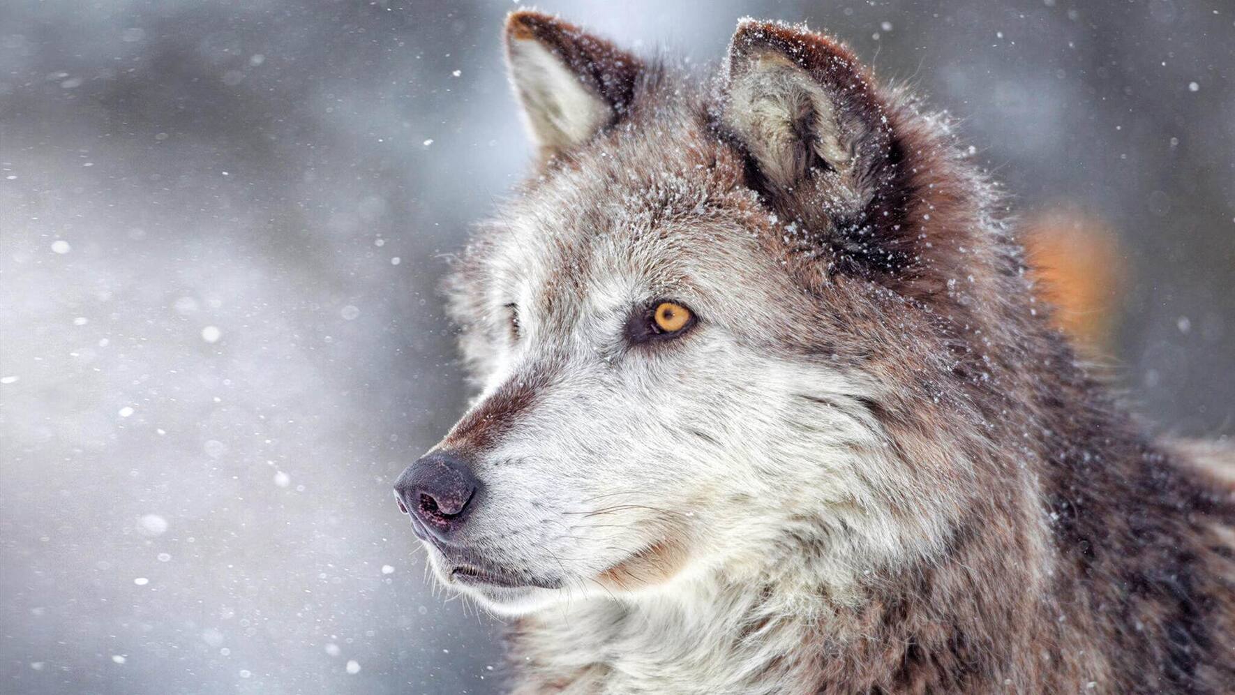 Wolf Bild