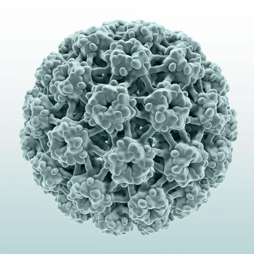Ansicht eines Humanen Papillomavirus.