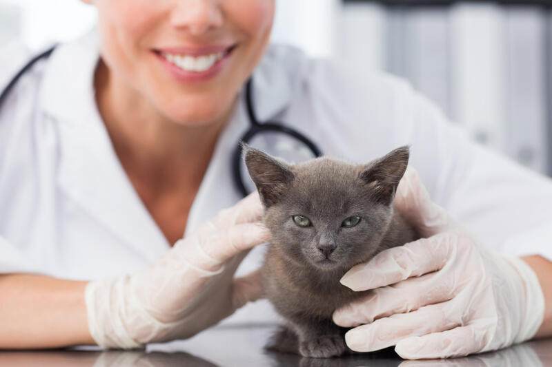 Tiermedizin Woran Erkennt Man Dass Eine Katze Krank Ist